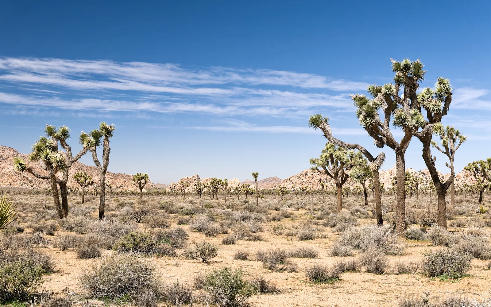 Desert landscape with Joshua trees and rock formations in Joshua Tree National Park