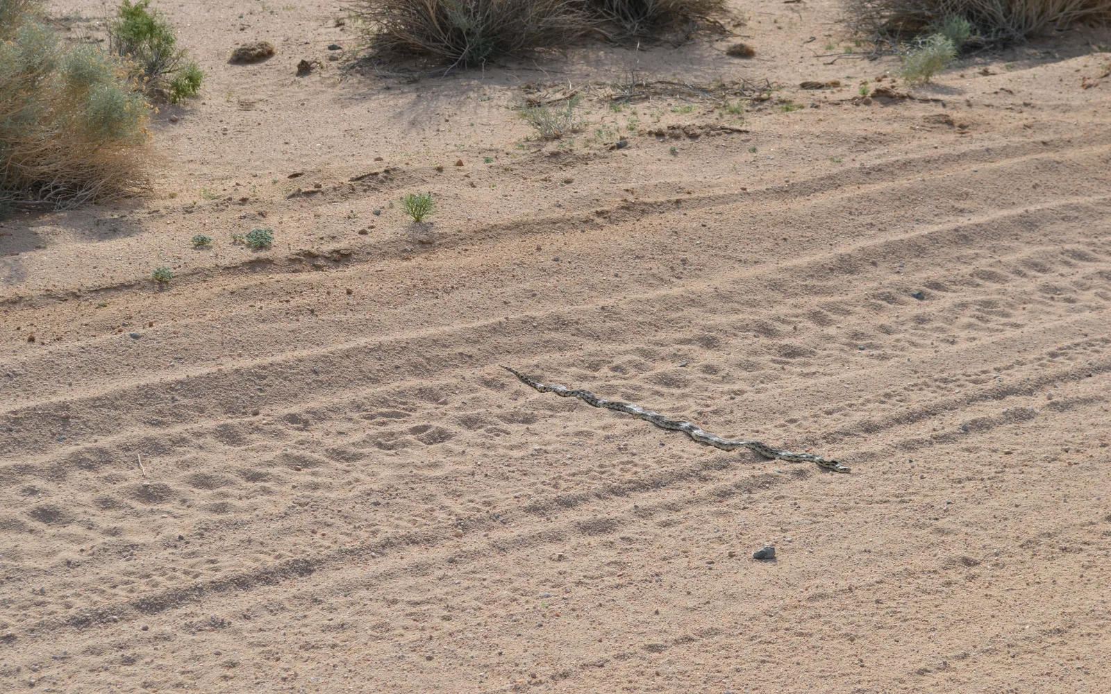Open desert landscape showing the natural terrain and vegetation of the high desert